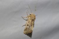 Luperina dumerilii