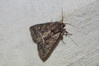 Thalpophila matura
