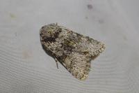 Hecatera dysodea