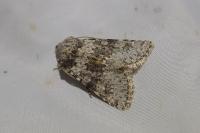 Hecatera dysodea