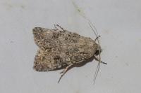 Anarta trifolii