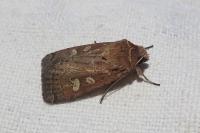 Xestia xanthographa