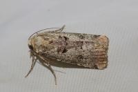 Epilecta linogrisea