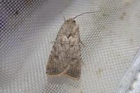 Agrotis segetum