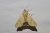 Helicoverpa armigera