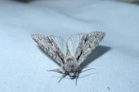 Acronicta psi/tridens