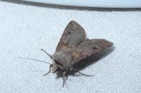 Agrotis exclamationis