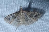 Alucita hexadactyla