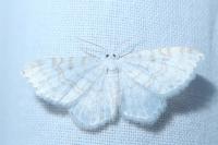 Asthena albulata