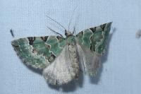 Colostygia pectinataria