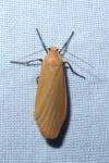 Wittia sororcula