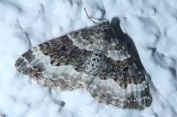 Epirrhoe alternata