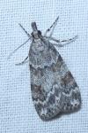 Scoparia
