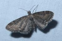 Eupithecia vulgata