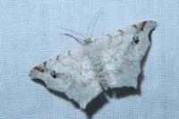 Macaria alternata