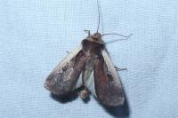Ochropleura plecta
