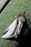 Pheosia gnoma