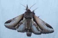Pheosia gnoma