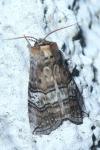 Tethea ocularis