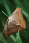 Watsonalla binaria