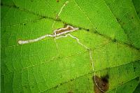 Stigmella microtheriella