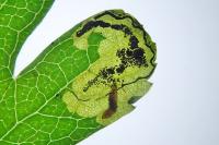 Stigmella hybnerella
