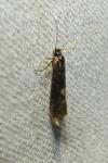 Opogona omoscopa