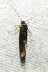 Opogona omoscopa