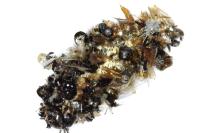 Diplodoma laichartingella