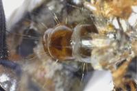 Diplodoma laichartingella