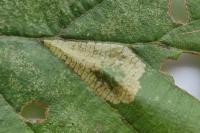 Phyllonorycter rajella