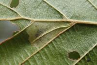 Phyllonorycter rajella