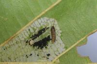Phyllonorycter rajella