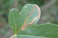 Stigmella aceris