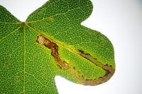 Stigmella aceris