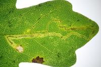 Stigmella aceris
