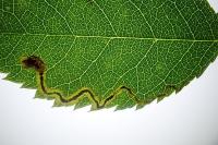 Stigmella anomalella