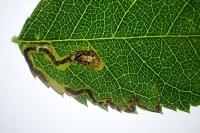 Stigmella anomalella