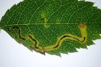Stigmella anomalella