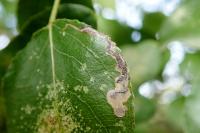 Stigmella pyri