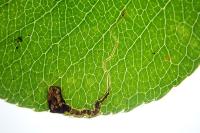 Stigmella pyri