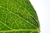 Stigmella pyri