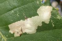 Tischeria ekebladella
