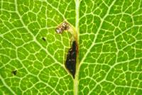 Bucculatrix bechsteinella