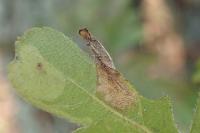Phyllonorycter oxyacanthae