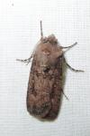 Agrotis segetum