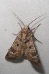 Agrotis trux