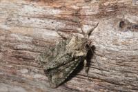 Dryobotodes eremita