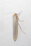 Eilema caniola