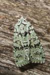 Griposia aprilina